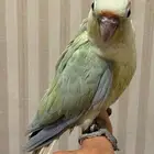 فروخ كنيور