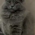 لتبني قطة مكس شيرازي و سكوتش