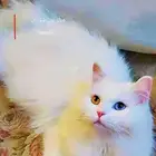 بسه للتبني