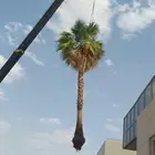 نخل واشنطن امريكي درجة اولى