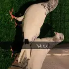حمام باكستاني وقلابي وزاجل مهمر