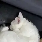 قطوه للتبني