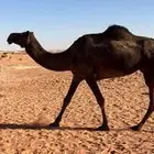 شمال الشملي