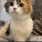 قطه شيرازي