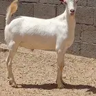 تيس لباني ذبايح