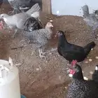 دجاج العمر فوق 5 شهور