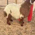 ذبايح نعيمي ذبيحه نعيم
