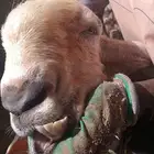 تيس فحل مطور