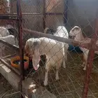 تيس فحل مطور