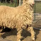 فحل موندرا ابرص
