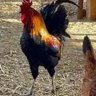 صوص  فروخ   بيض مخصب دجاج عربي