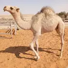 قعود لباني أشقح