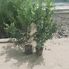 مشاتل التكامل الخضراء 0533351329