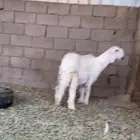 رخل عيسيه خصم الخصم تم البيع