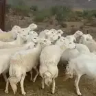 ضان صنف الصنف منوة القاني