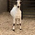 عنز بيشيه كحلا