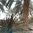 طاووس هندي وبلاك شولدر