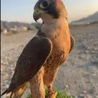 مطلوب طير صقر وكري شاهين بحري جبلي