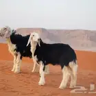 غنم للبيع