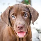 Labrador chocolate