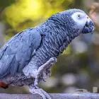 مطلوب ذكر كاسكو قد سبق وانتج