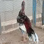 العرض الثاني