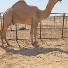 للبيع قعود باتلي كفو على باتلي ابو عجاريد شرط