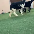 رخال نجد