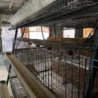 بطاريات دواجن