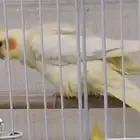 ماشاءالله تبارك الله اناث كروان للبيع