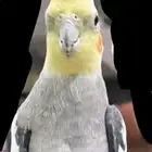 طائر كروان مفقود بالعلا