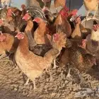 دجاج بلدي وفيومي للبيع