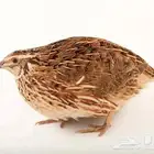 سمان يومي حي وغير حي