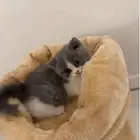 بريتش انثى مختلفة العيون ( odd eyes )