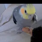 كروان
