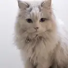 قطط شيرازي مهجن