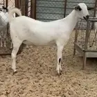 عنز بيشيه كحلا