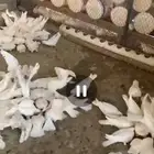 مشروع حمام