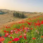 بكج ازهار الربيع البرية عرض خاص