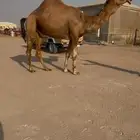 فحل كفو احمر باتلي للبيع