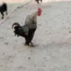 ديك هجين براهما تهجين بطل للبيع على السوم