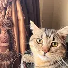 قط لتزاوج الموقع الرياض السعر 230 لمده 5 ايام سكوتش