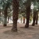 نخل جميع المقاسات درجه اولى من مترين الي خمسه متر هلاالي صق