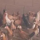 دجاج