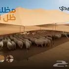 مظلة ظل الواحة للحلال والحدائق من السنيدي للخيام