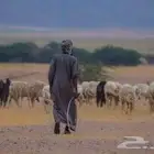 راعي غنم سوداني في السودان