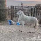 خروف حري قريع شرط سنه ثني