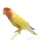 Lost yellow Rosyfaced lovebird