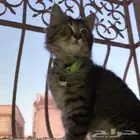 قطه للتبني
