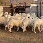 طليان طيبه العدد (22)